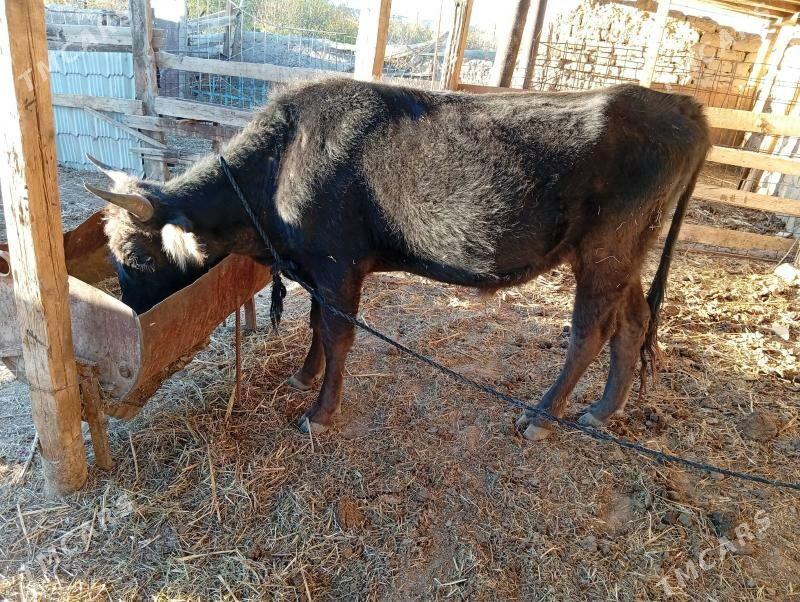 okuzler - Махтумкули - img 1