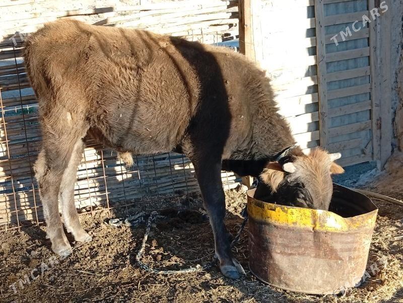 okuzler - Махтумкули - img 2