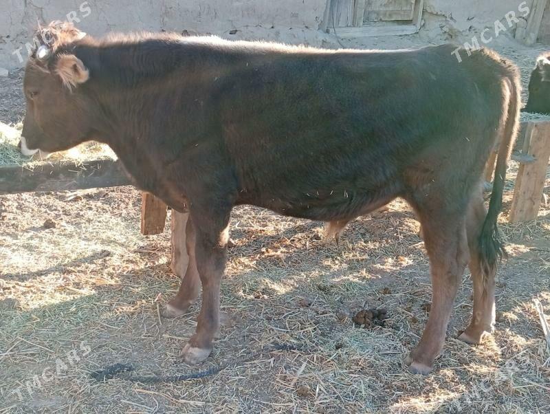 okuzler - Махтумкули - img 3