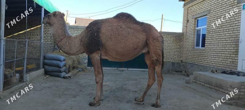 DÛŸE - Берекет - img 3