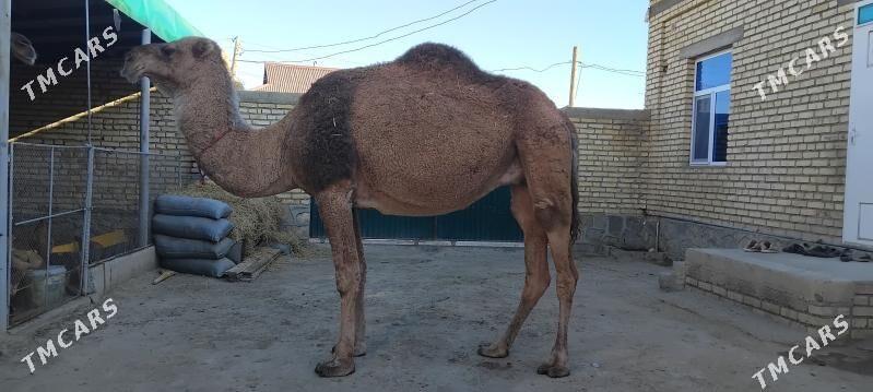 DÛŸE - Берекет - img 2