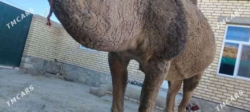 DÛŸE - Берекет - img 1