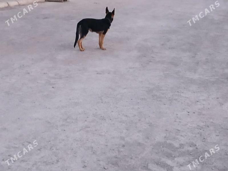 Panda - Губадаг - img 3