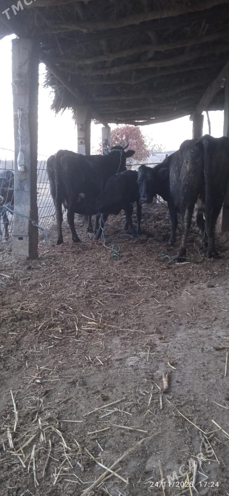 saglyk sygyrlar - Дянев - img 5