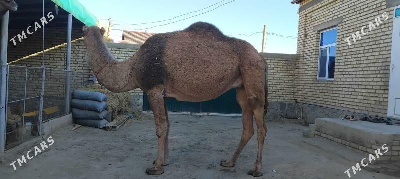 DÛŸE - Берекет - img 4