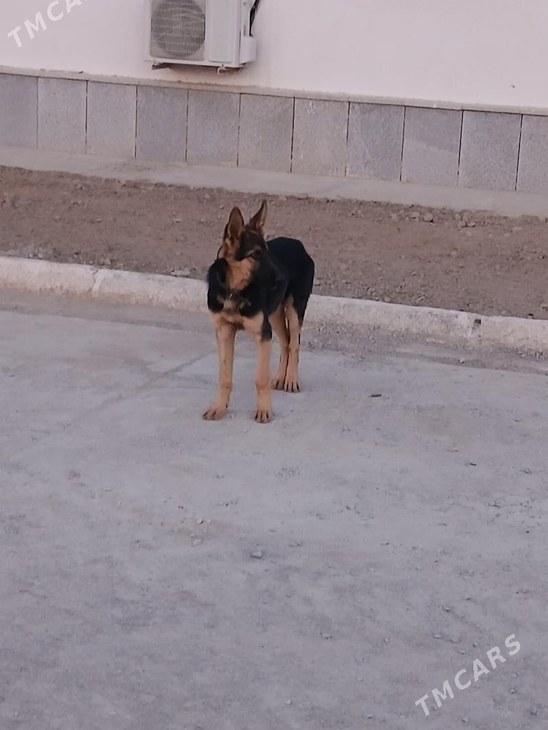 Panda - Губадаг - img 2