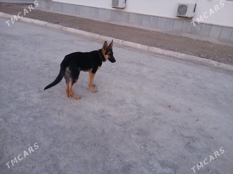 Panda - Губадаг - img 1