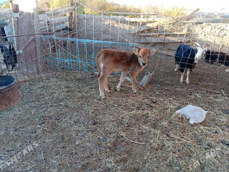 goleli sygyrlar - Magtymguly - img 2