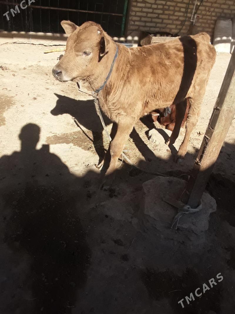 õküzče - Бабадайхан - img 2