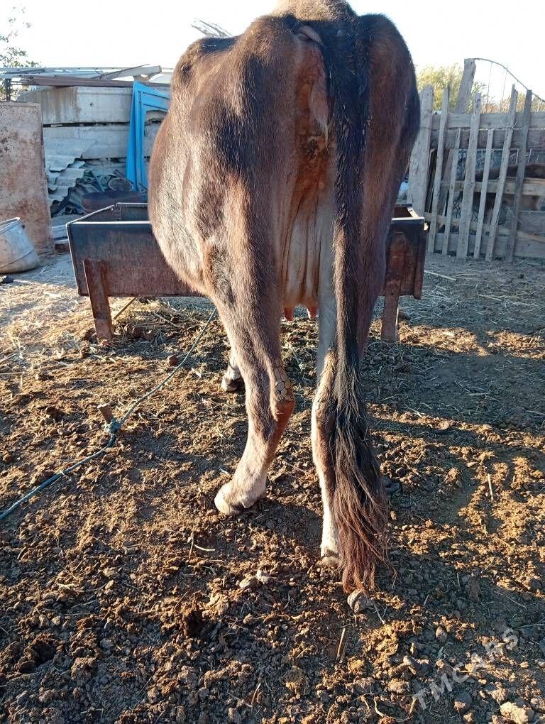 goleli sygyrlar - Magtymguly - img 3