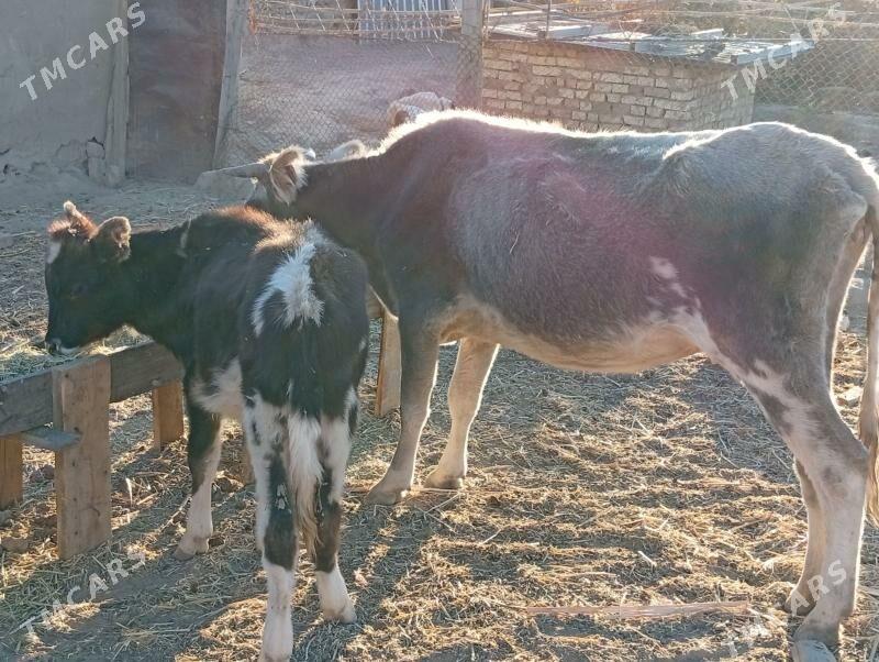 goleli sygyrlar - Magtymguly - img 4