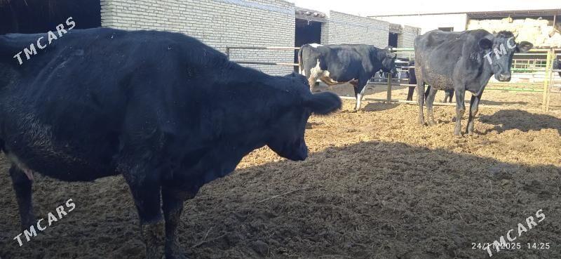 saglyk sygyrlar - Дянев - img 2