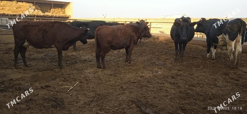 saglyk sygyrlar - Дянев - img 4