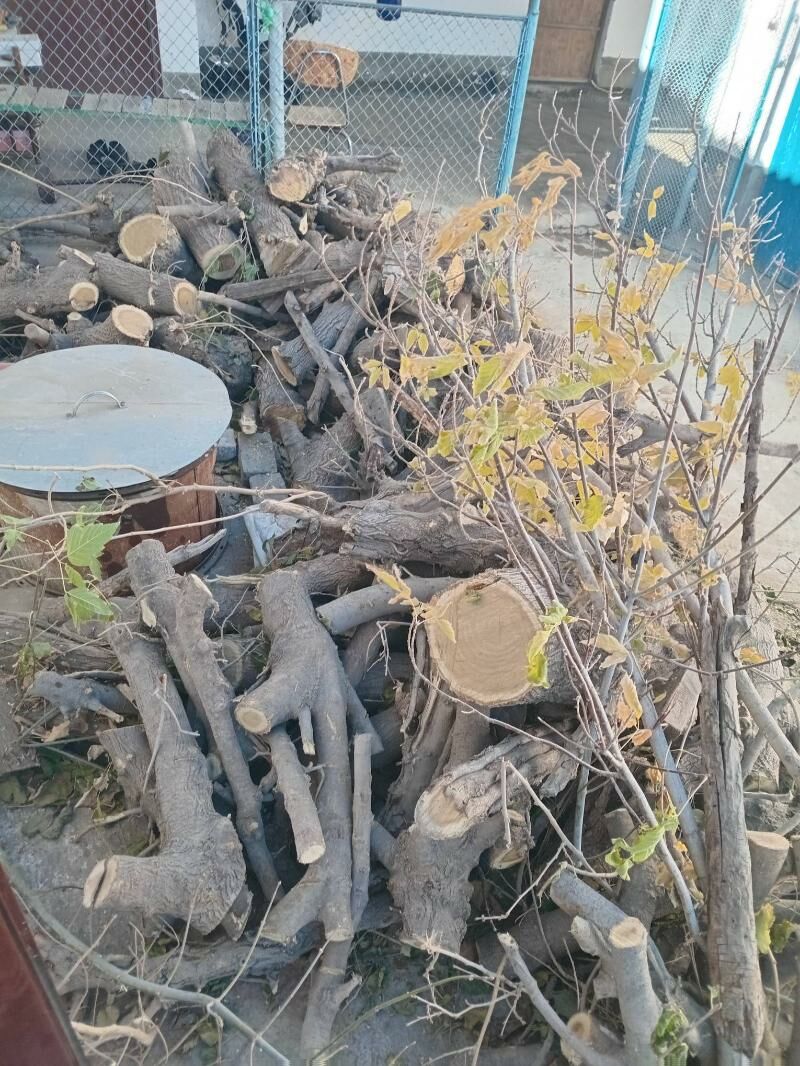 agac tut tonnesi - Änew - img 3