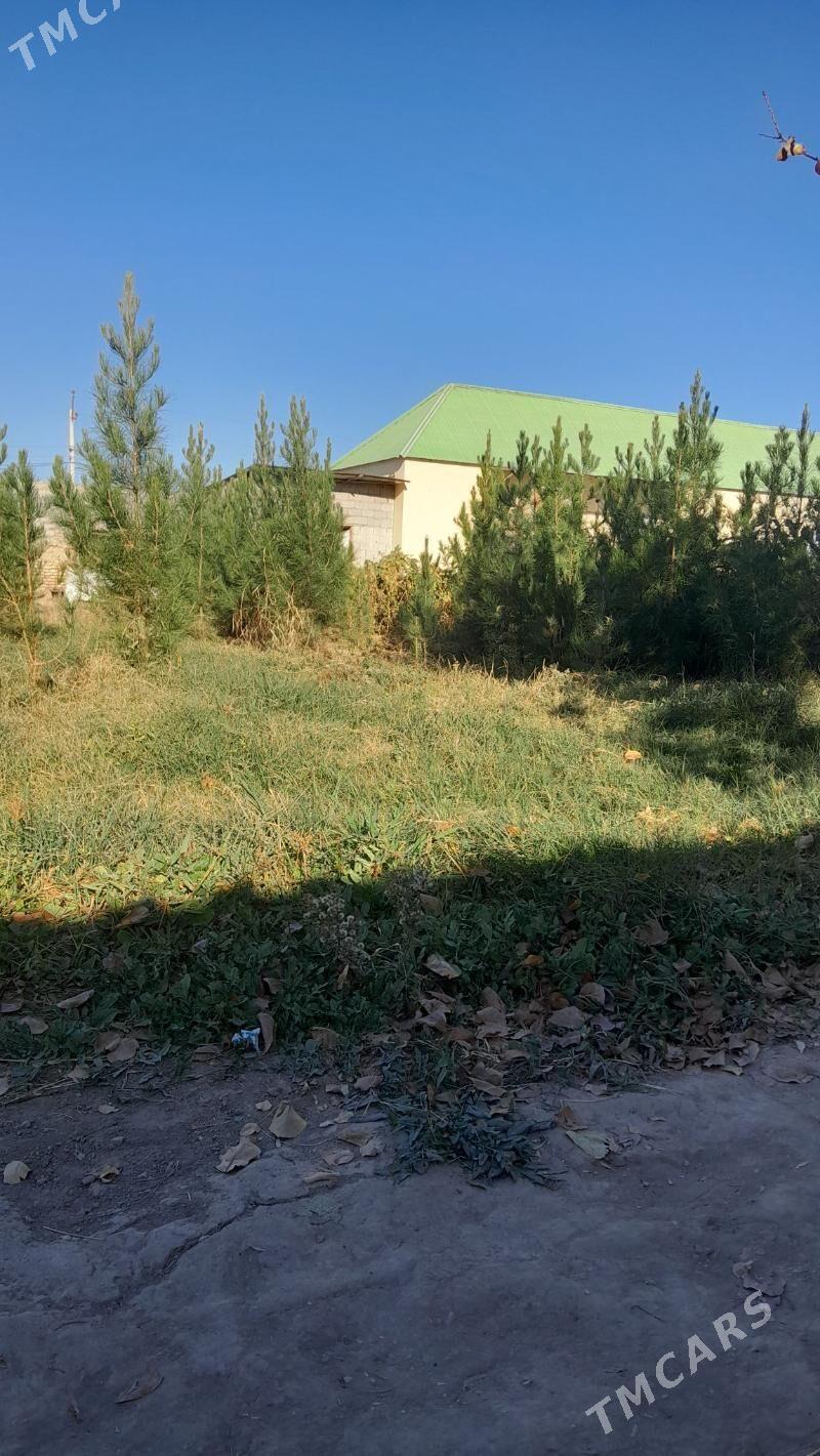 sosno - Bagyr - img 2