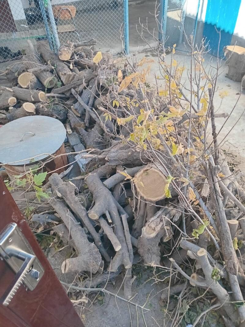 agac tut tonnesi - Änew - img 2