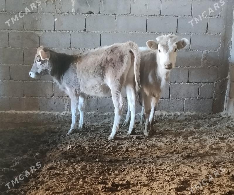 SIWES TUWELER - Бахарден - img 2