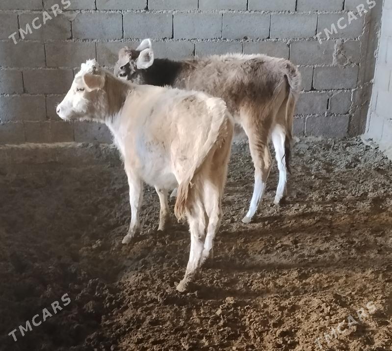 SIWES TUWELER - Бахарден - img 3