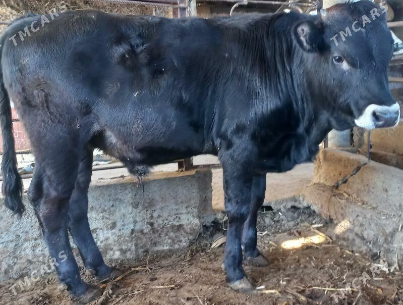 okuz - Яшлык - img 3