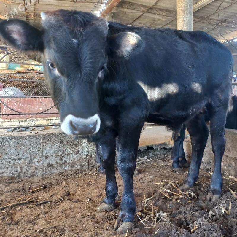 okuz - Яшлык - img 4