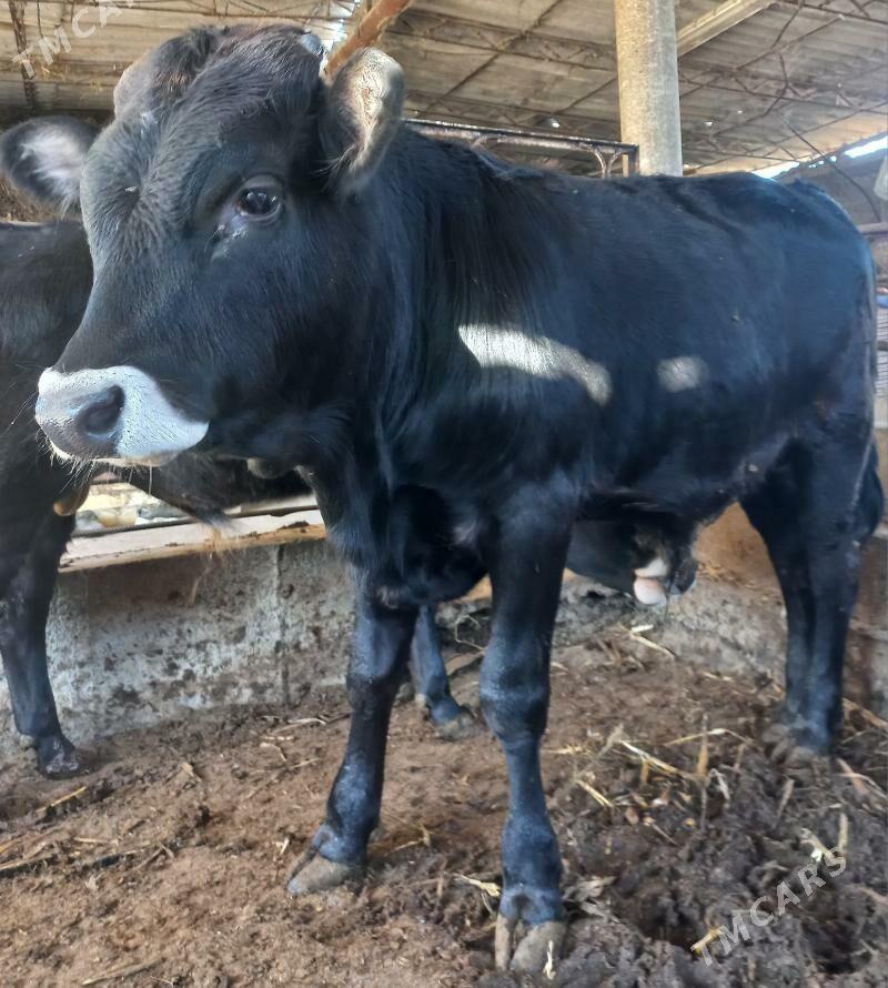 okuz - Яшлык - img 2