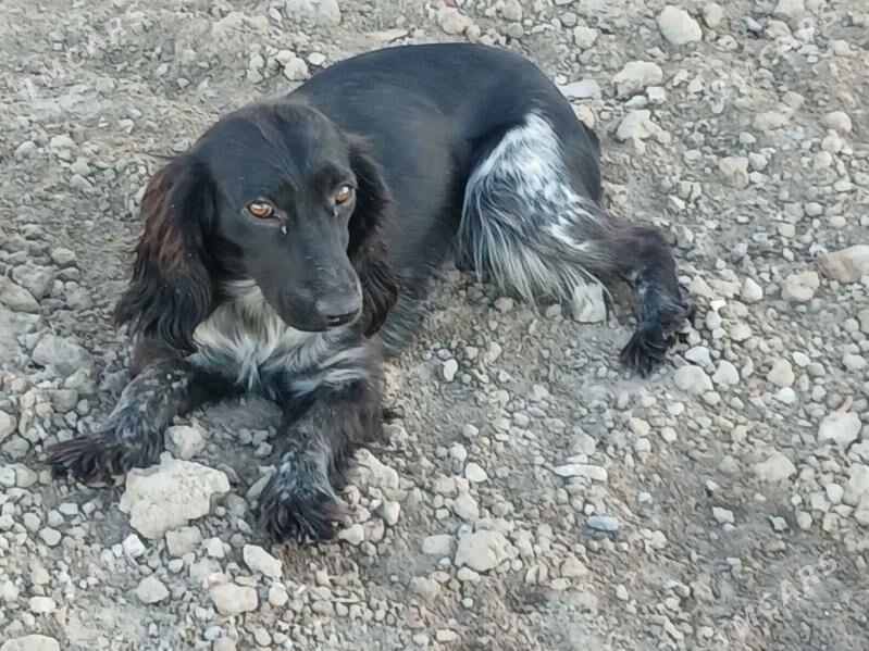 Tuzyk - Губадаг - img 2