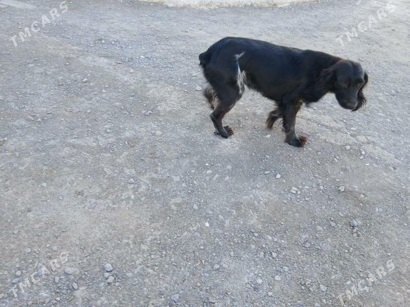 Tuzyk - Губадаг - img 3