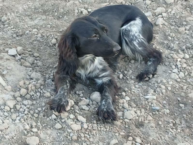 Tuzyk - Губадаг - img 1