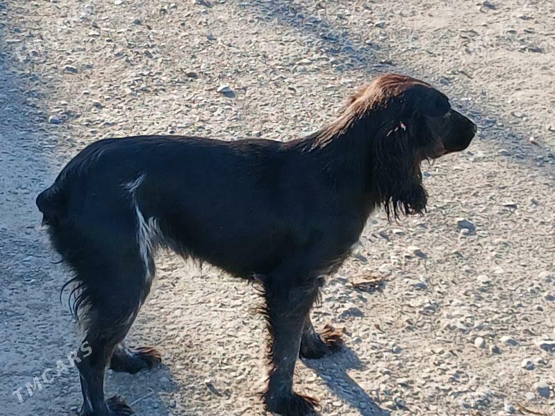 Tuzyk - Губадаг - img 4