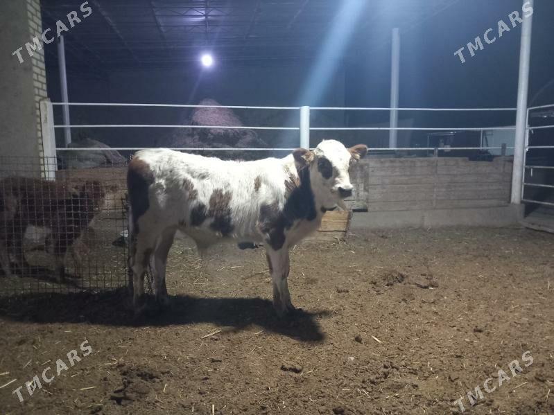 okuz - Wekilbazar - img 3