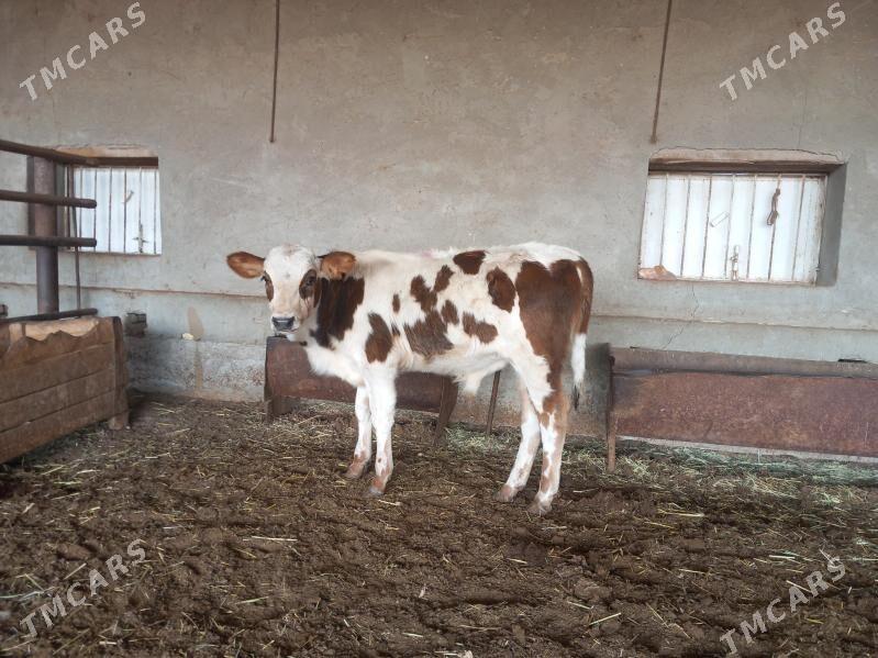 okuz - Wekilbazar - img 2