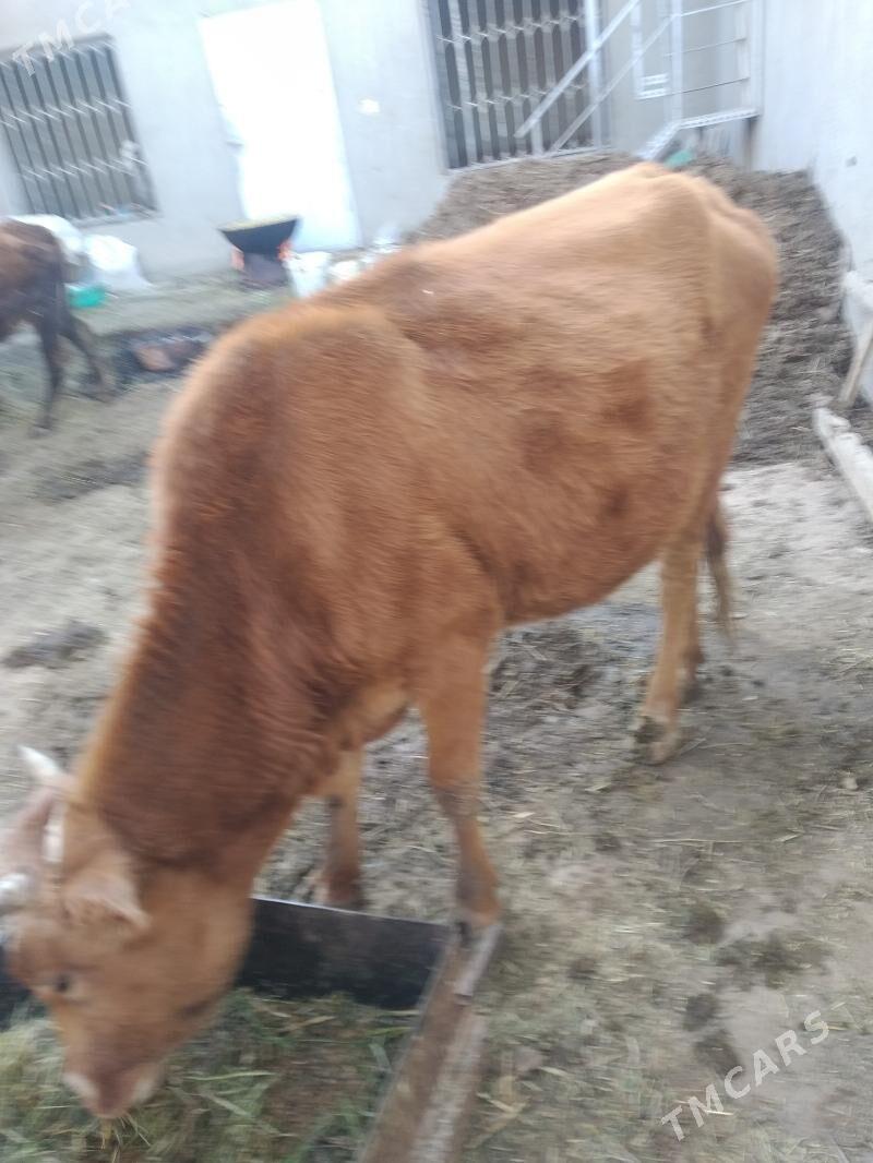 Sygyr gysyr bakymlyk - Tejen - img 2