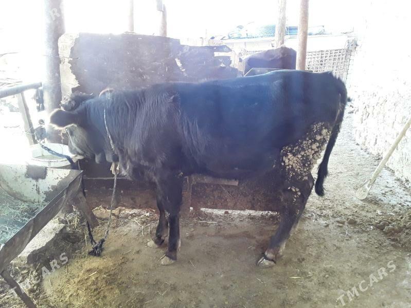 okuzlet - Кака - img 9