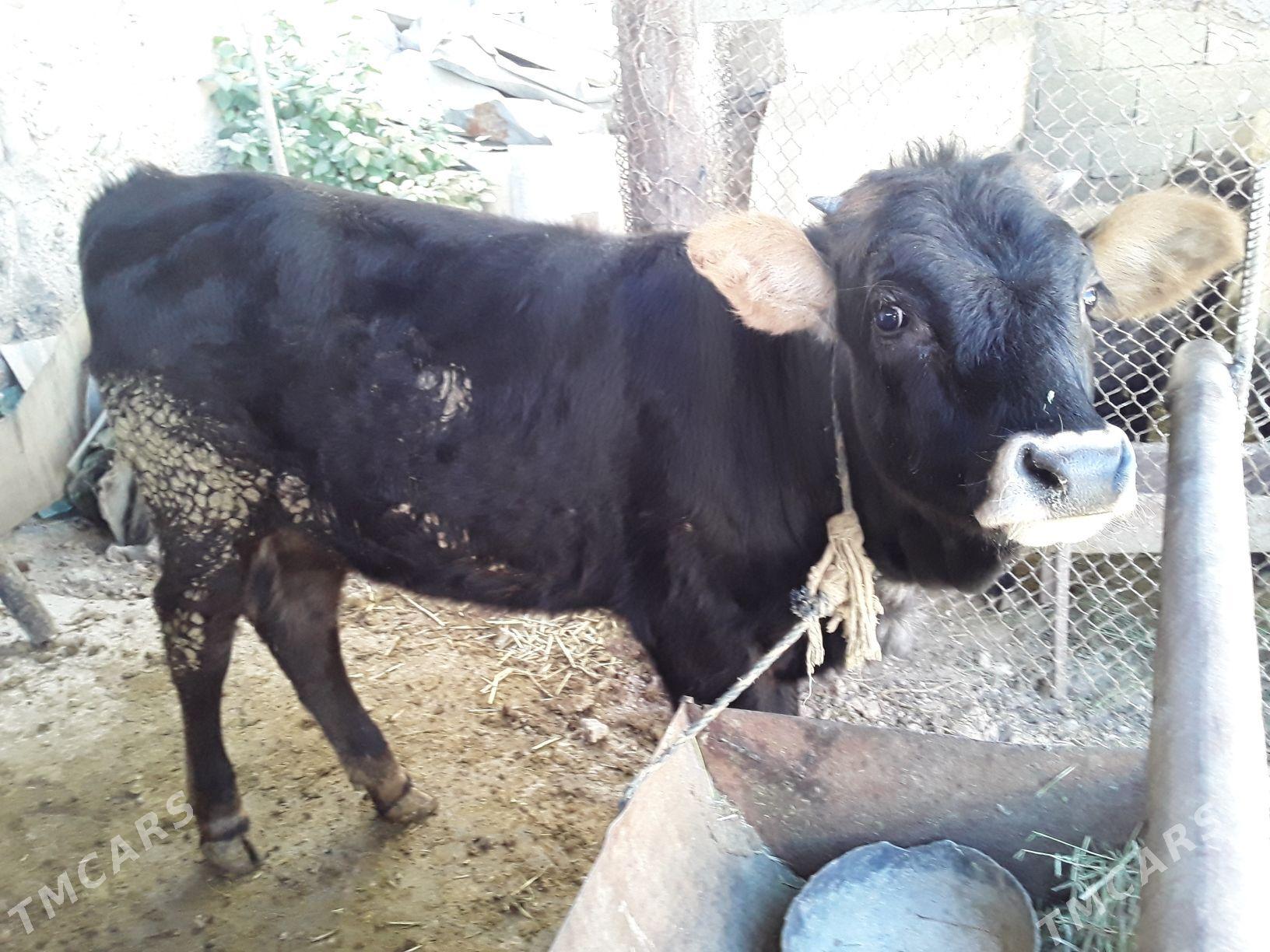 okuzlet - Кака - img 8