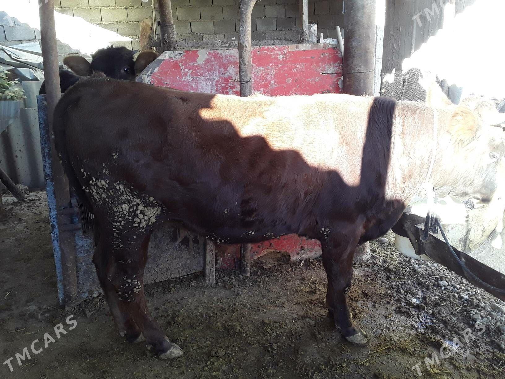 okuzlet - Кака - img 1