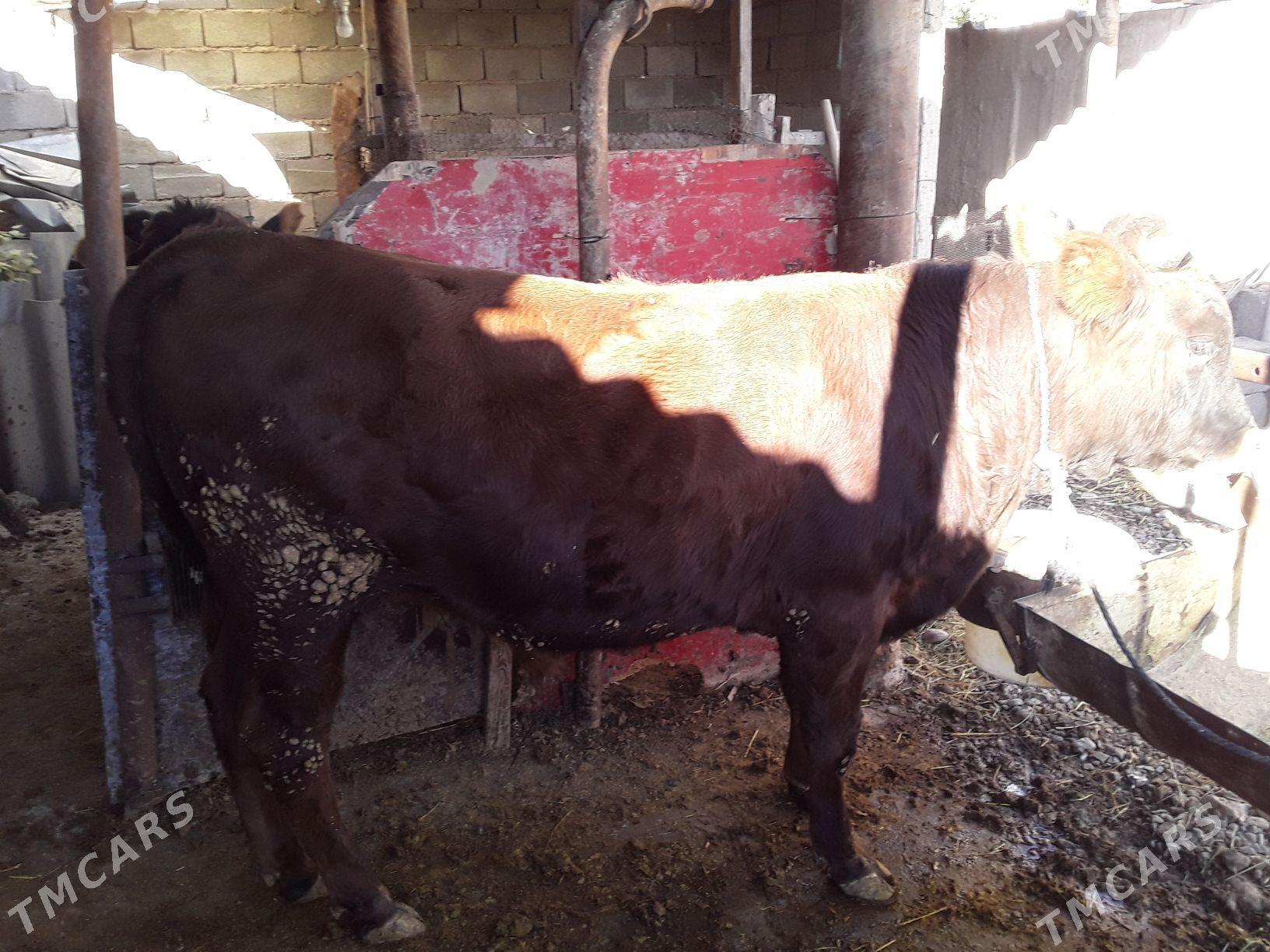 okuzlet - Кака - img 2