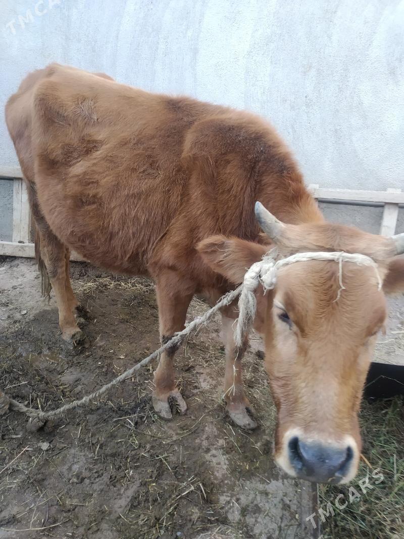 Sygyr gysyr bakymlyk - Tejen - img 1