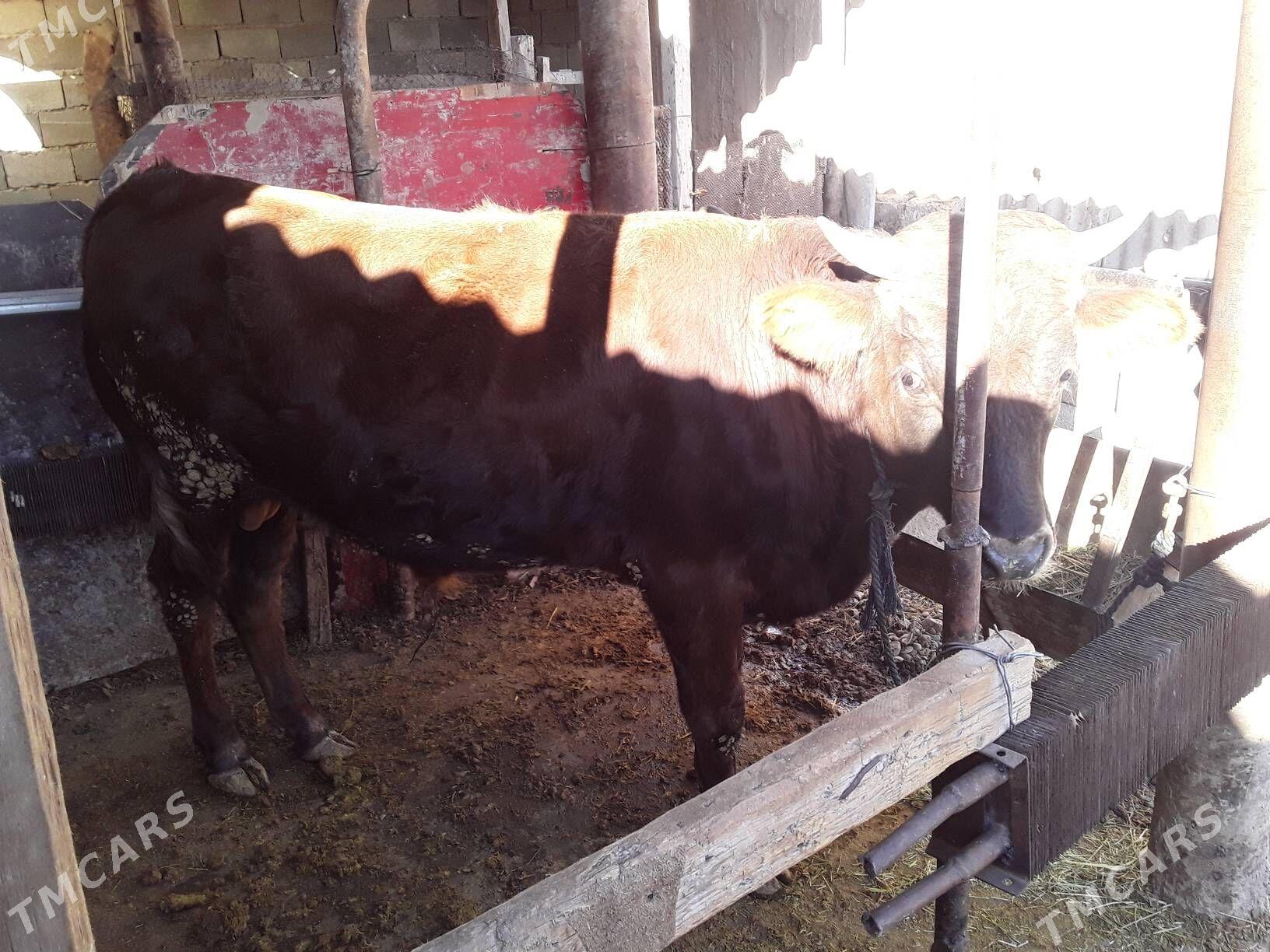 okuzlet - Кака - img 5