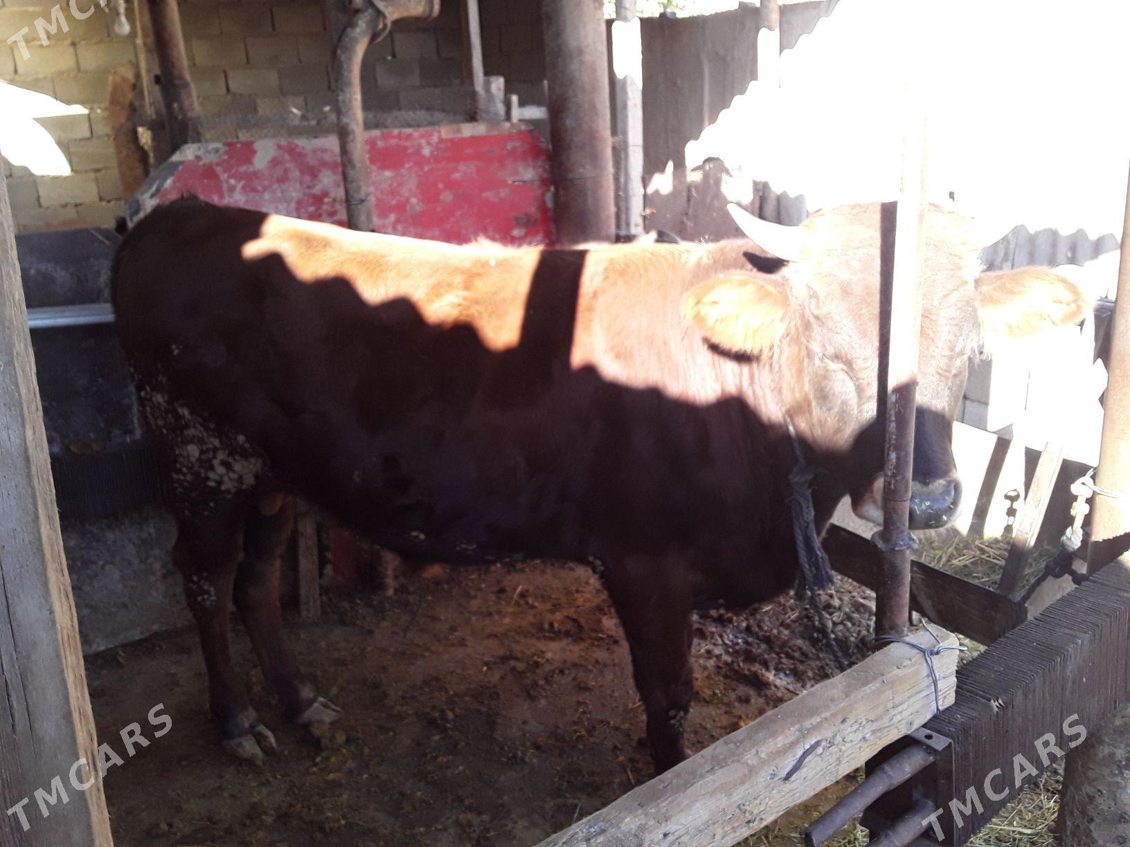 okuzlet - Кака - img 4