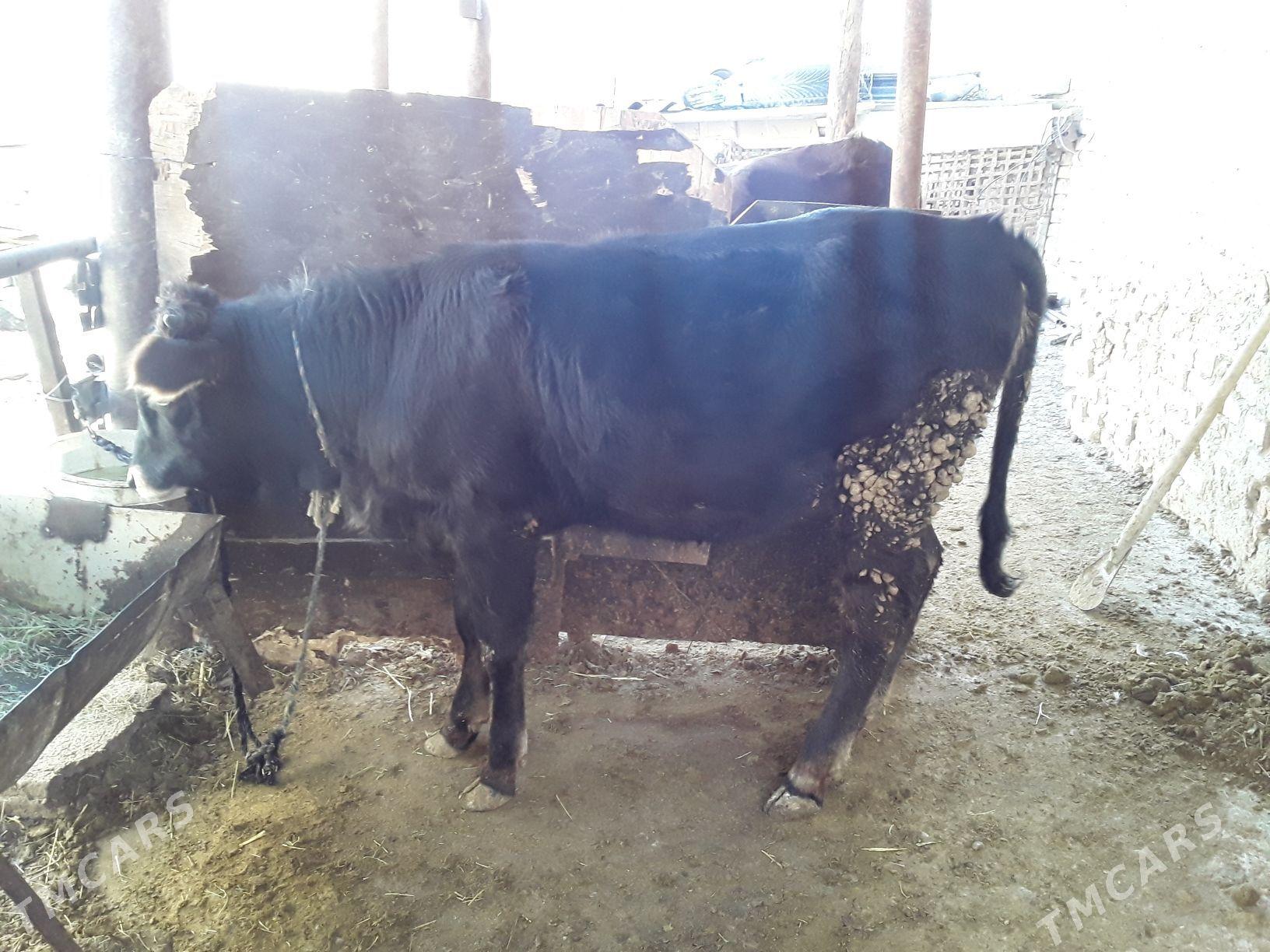 okuzlet - Кака - img 7