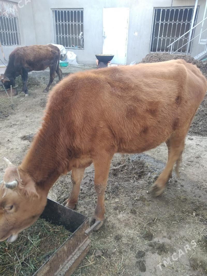 Sygyr gysyr bakymlyk - Tejen - img 3