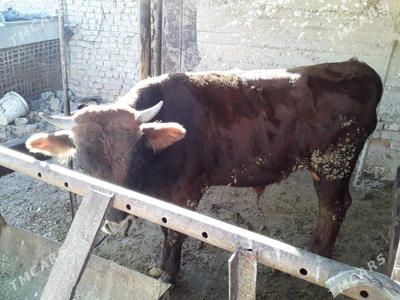 okuzlet - Кака - img 3