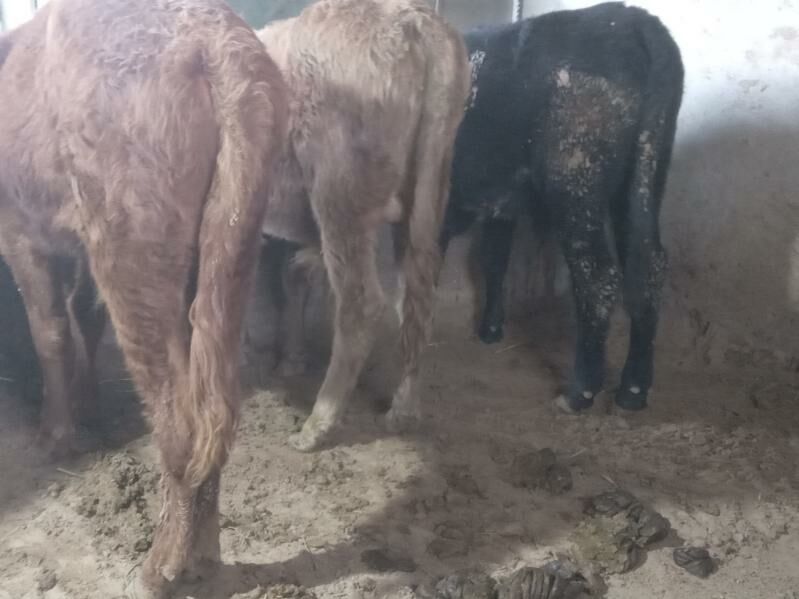 7.sany okiz - Büzmeýin - img 6