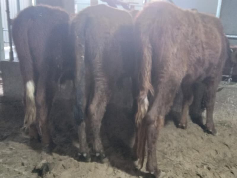 7.sany okiz - Büzmeýin - img 7