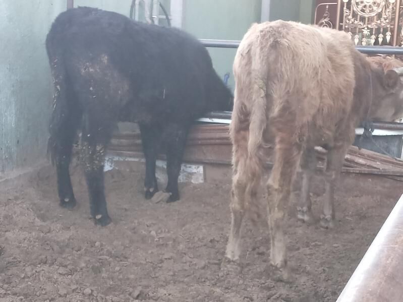 7.sany okiz - Büzmeýin - img 2