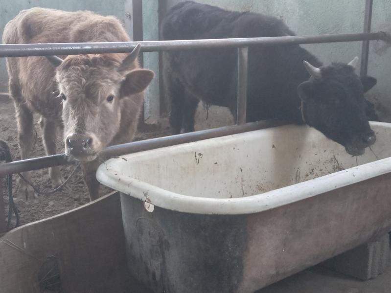 7.sany okiz - Büzmeýin - img 3