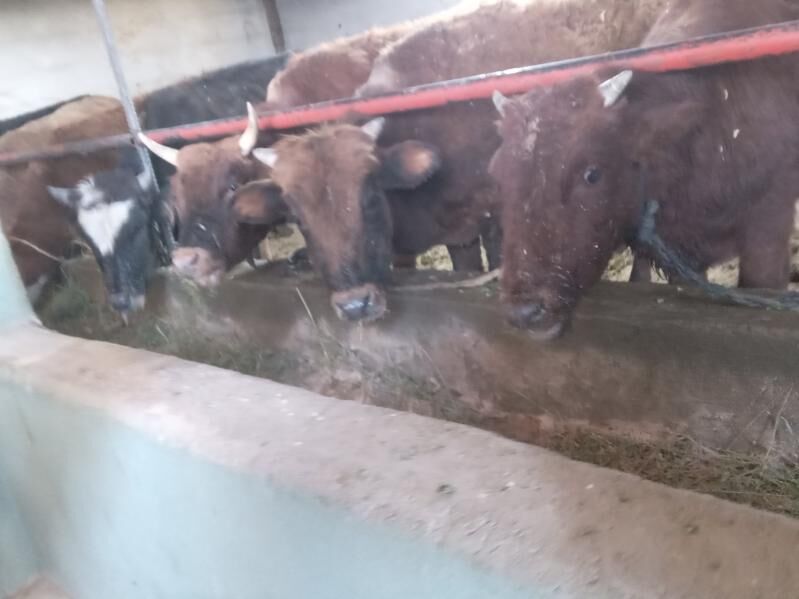 7.sany okiz - Büzmeýin - img 4