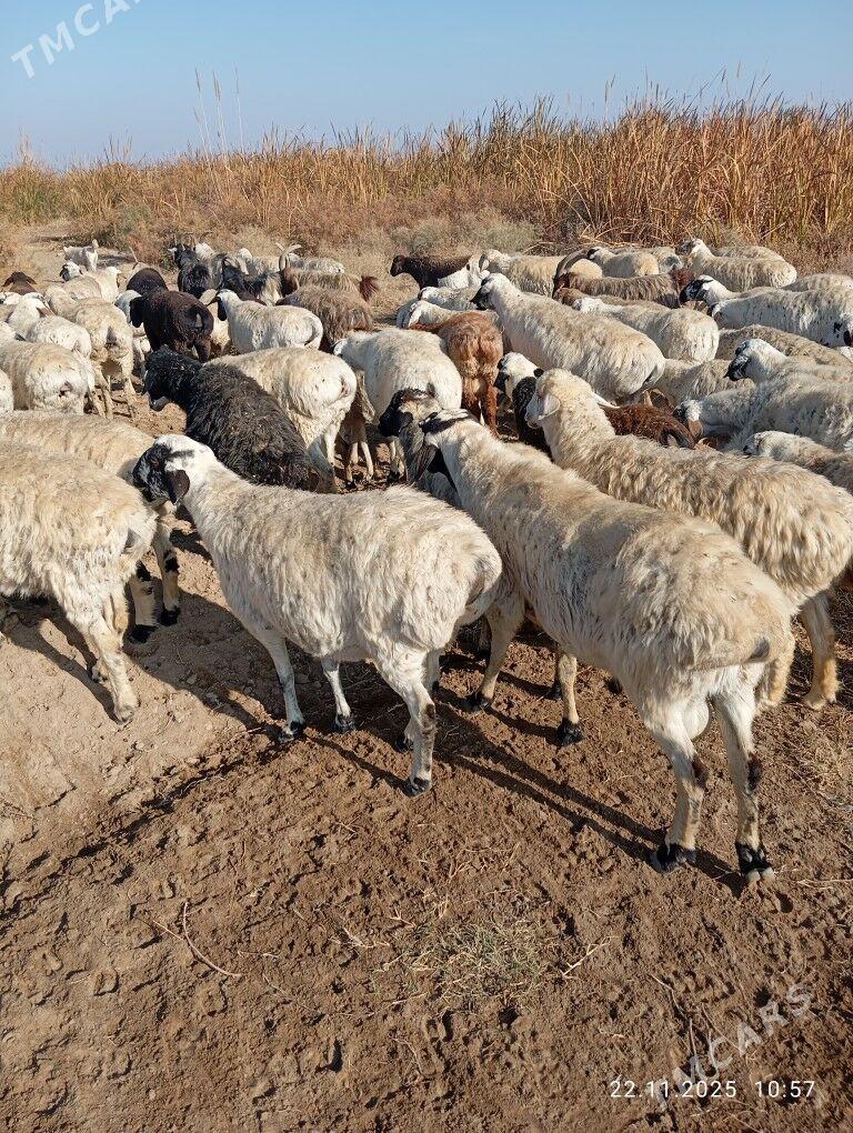 gara gozel goylar - Туркменабат - img 2