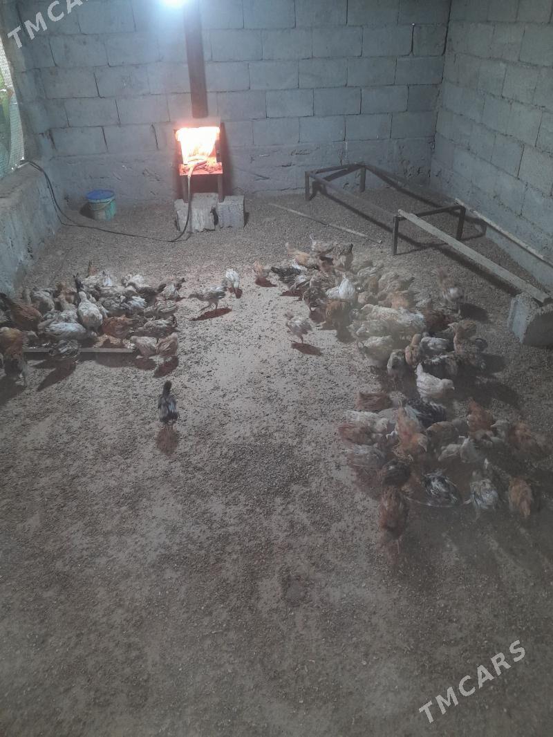 juje - Гёкдже - img 3