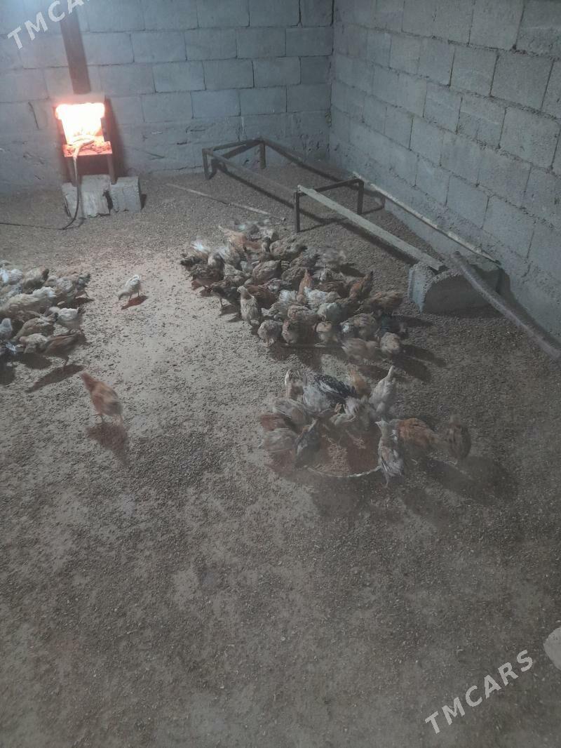 juje - Гёкдже - img 2